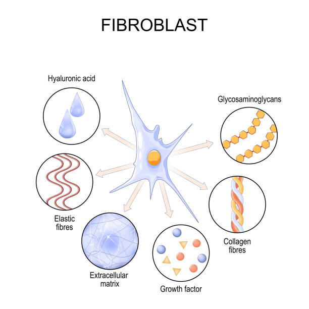NGUYÊN BÀO SỢI (FIBROBLAST)