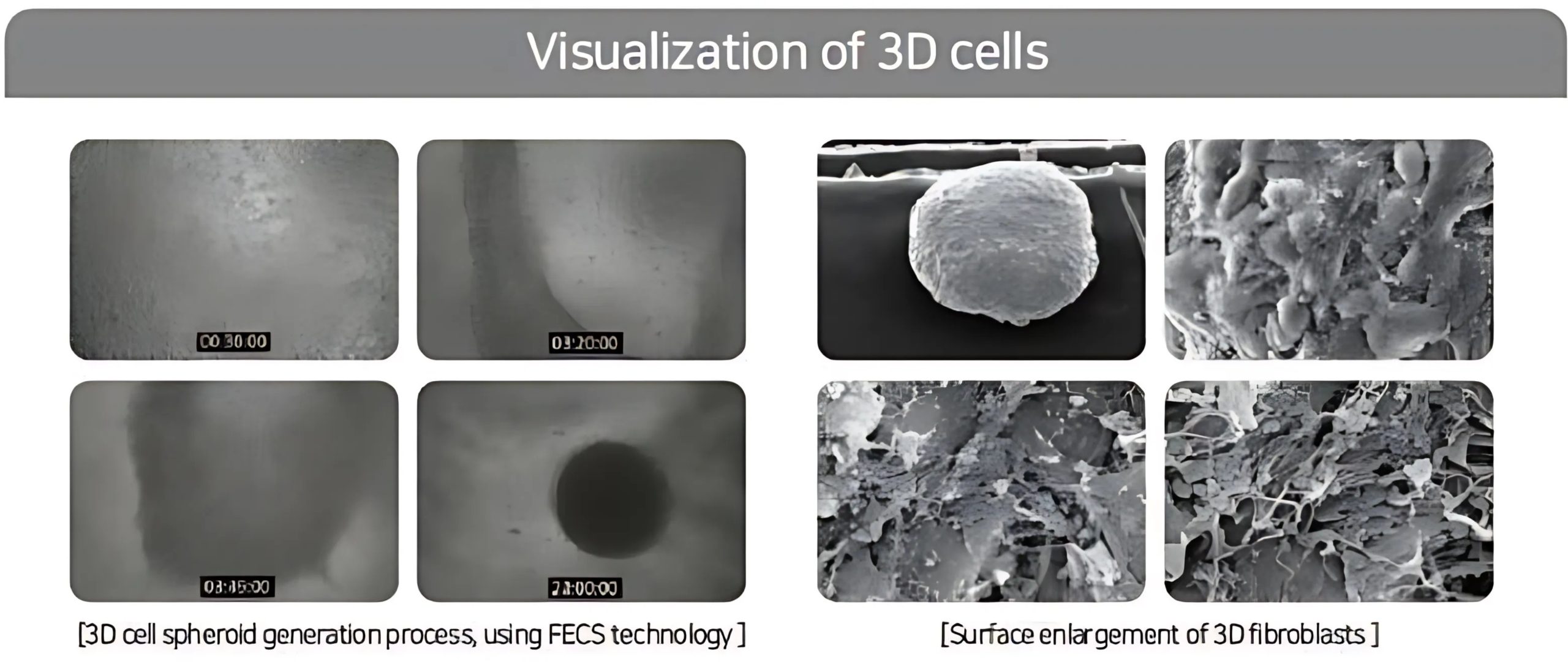 TRẺ HÓA BẰNG NGUYÊN BÀO SỢI