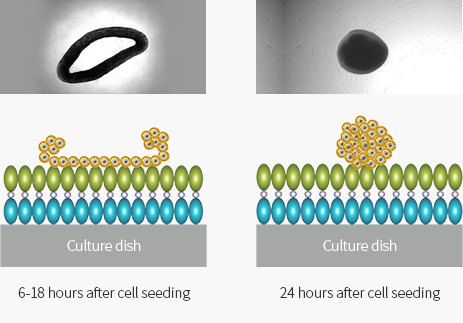 TRẺ HÓA BẰNG NGUYÊN BÀO SỢI