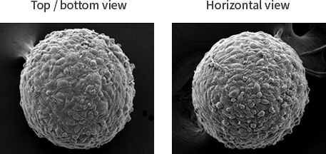 TRẺ HÓA BẰNG NGUYÊN BÀO SỢI