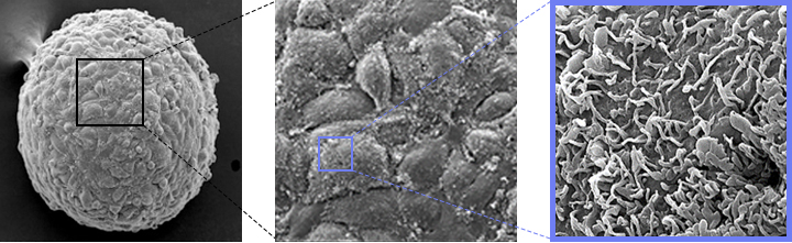 TRẺ HÓA BẰNG NGUYÊN BÀO SỢI