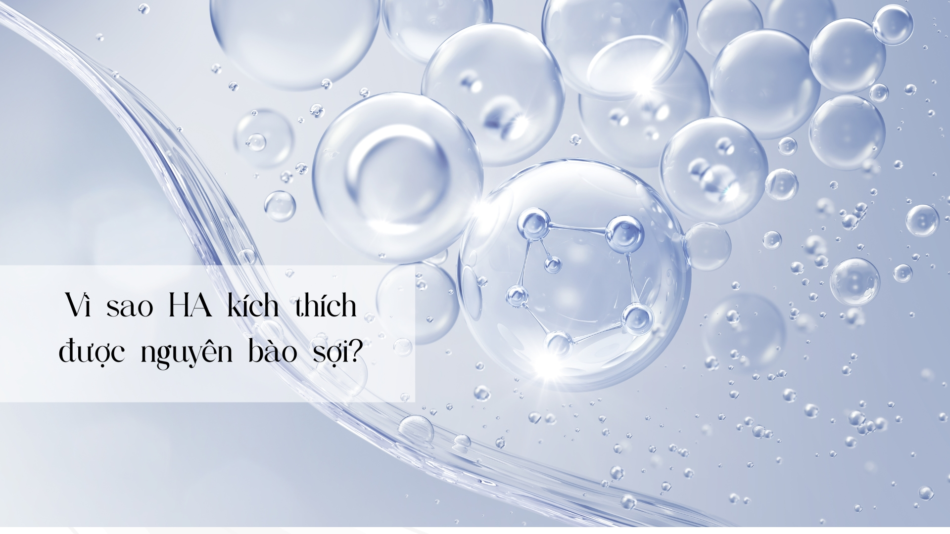 Vì sao HA kích thích được nguyên bào sợi?