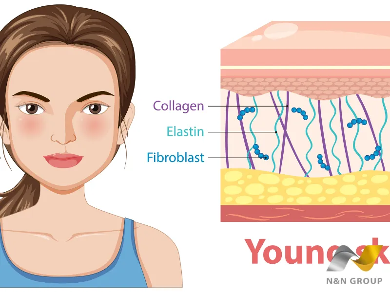 Vì sao collagen quan trọng cho làn da