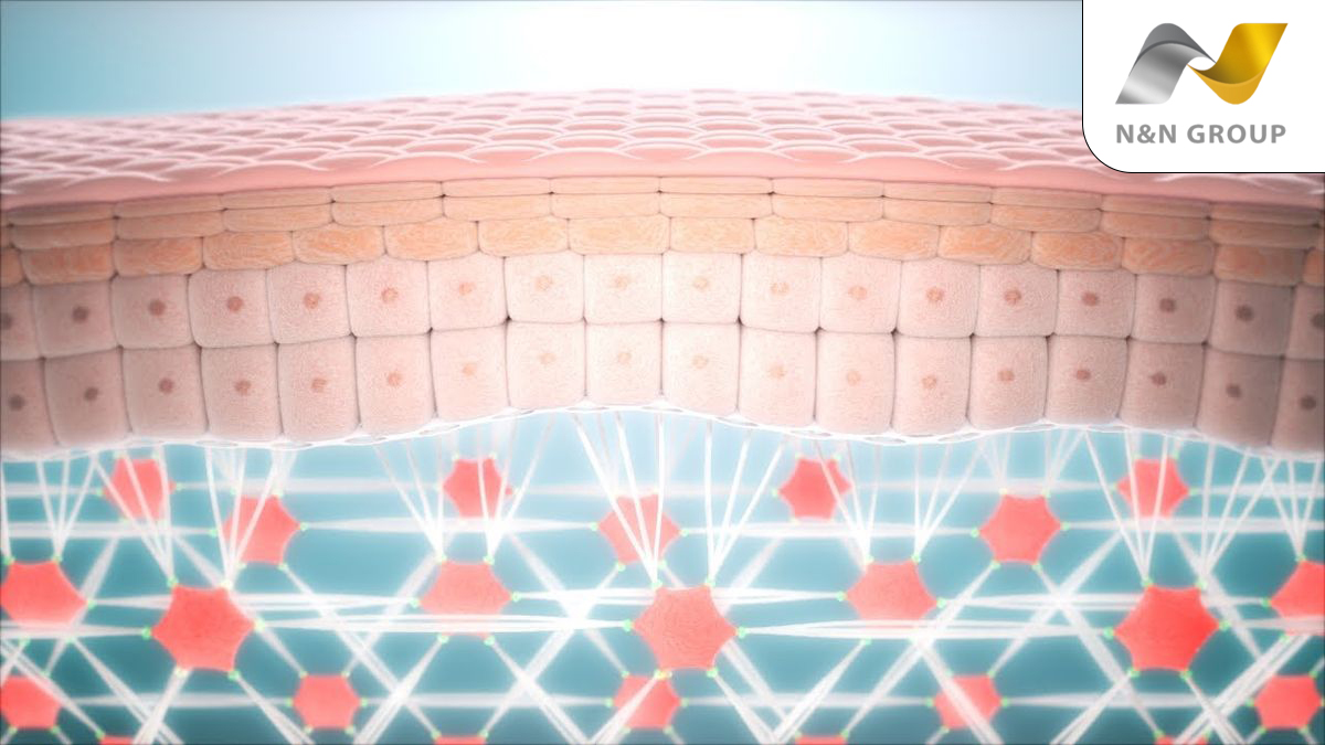 Nguyên bào sợi là gì?